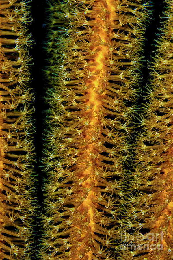 Gorgonian coral polyps closeup I CO9588 Photograph by Mark Graf