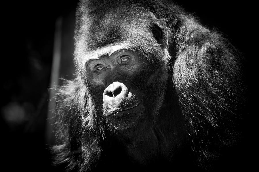 Gorilla, A Close Relative at Risk Photograph by Bonnie Colgan