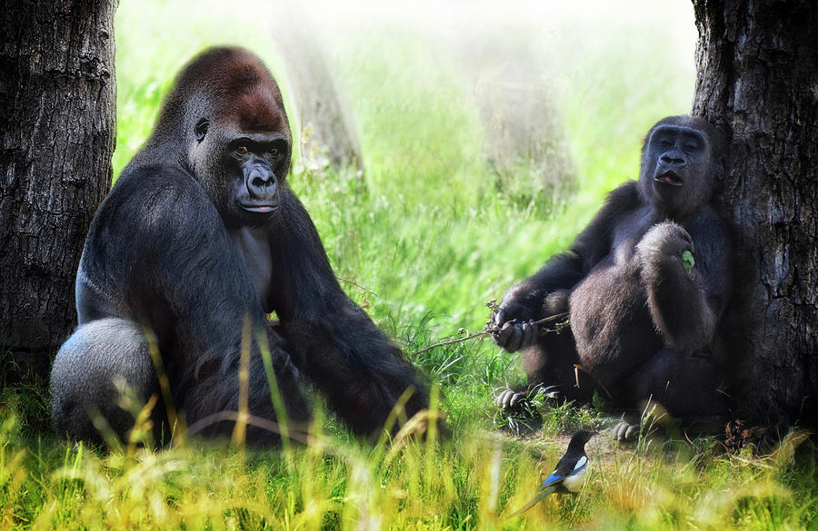 Gorilla and ape in the shade - Wildlife photo Photograph by Stephan Grixti