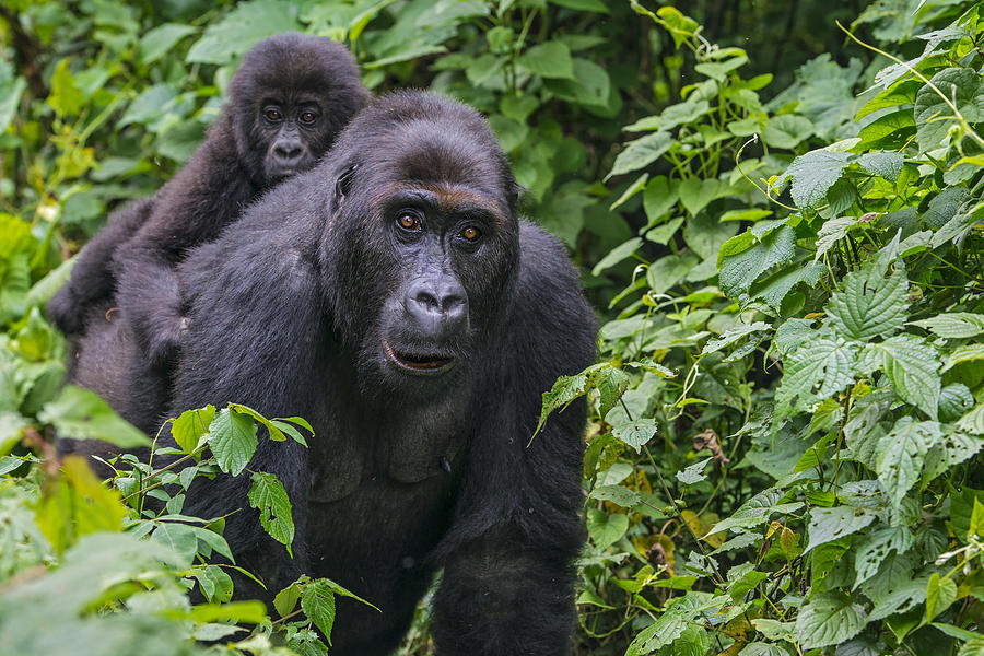 Gorilla baby riding on back of mother, wildlife shot, Congo Photograph by Guenterguni