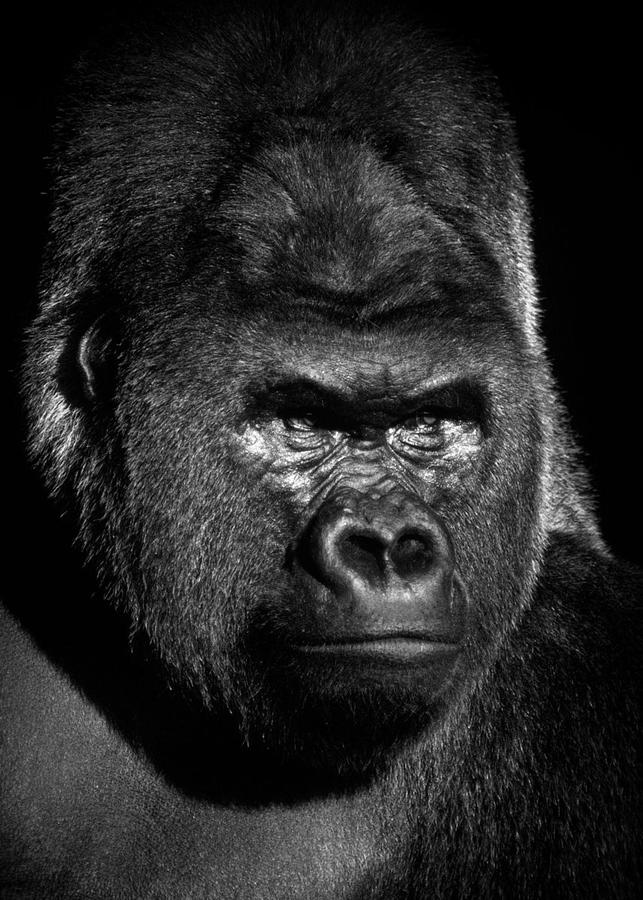 Gorilla black face poster Digital Art by Decor Studio - Fine Art America