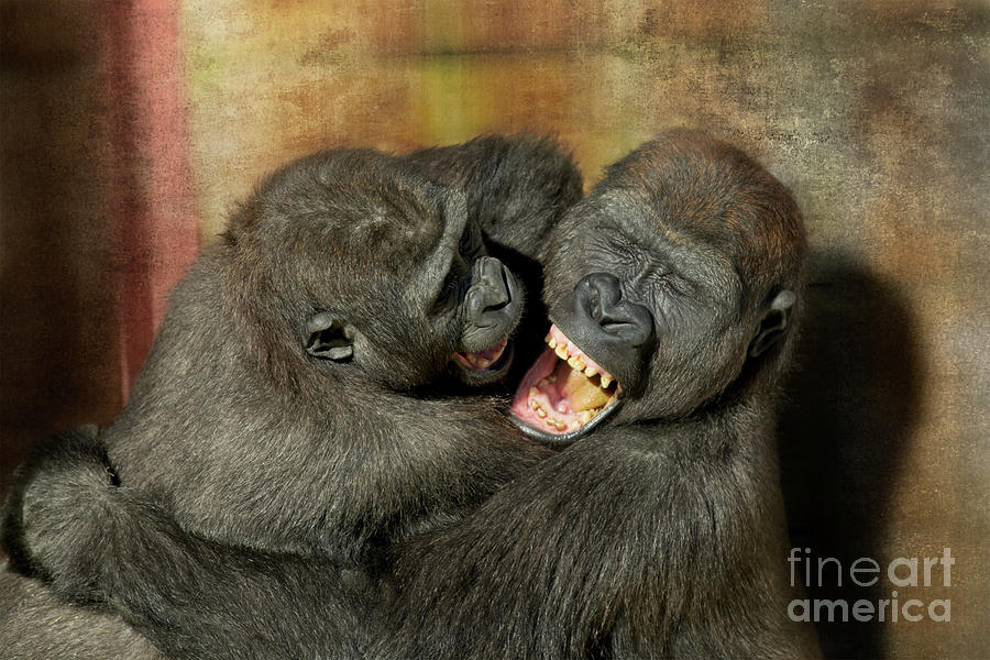 Gorilla Brothers Wrestling Match Photograph by Rawshutterbug Pixels