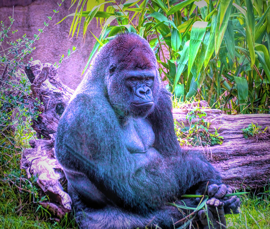 Gorilla Close Up Digital Art by Barbara Snyder