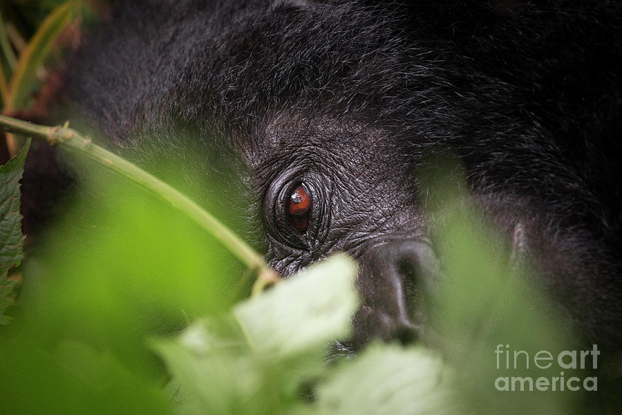 Gorilla Close-Up Photograph by Kate Malone