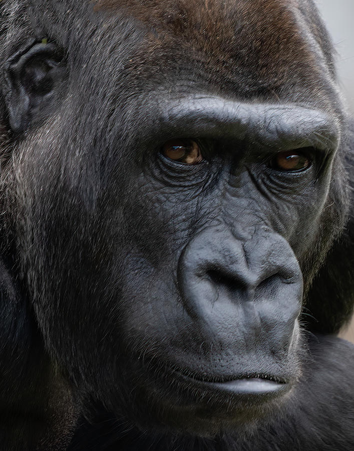 Gorilla Closeup Photograph by Jack Nevitt