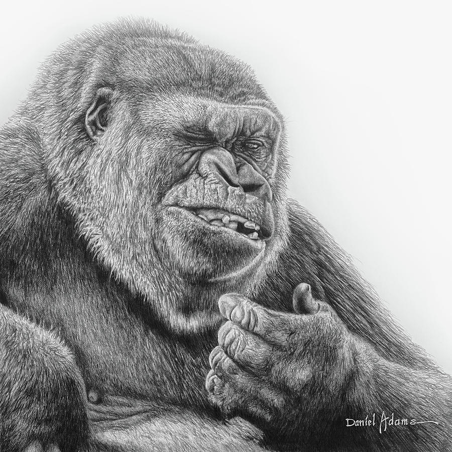 Gorilla Drawing by Daniel Adams Pixels