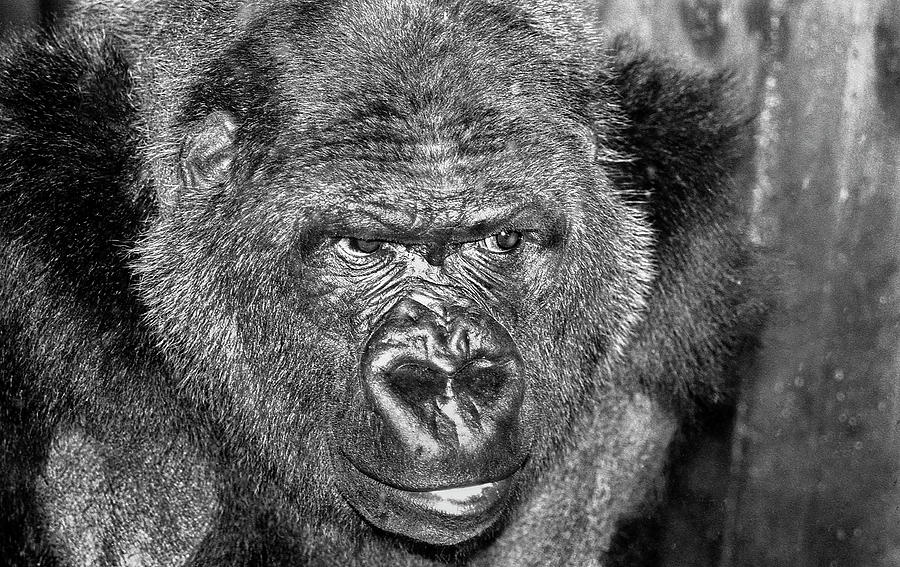 Nature Photograph - Gorilla face by RicardMN Photography