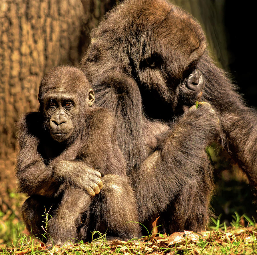 Gorilla Family  Photograph by Karen Cox