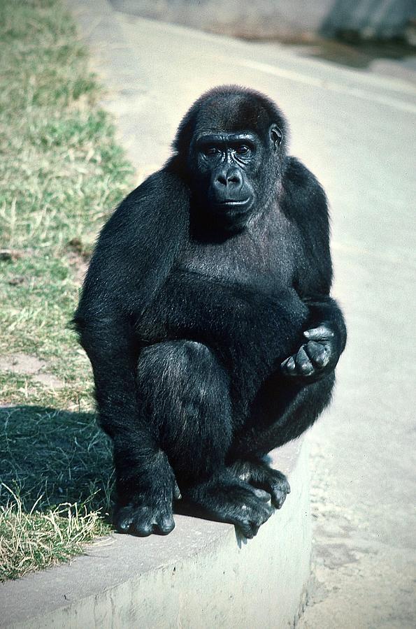 Gorilla Photograph by Gordon James
