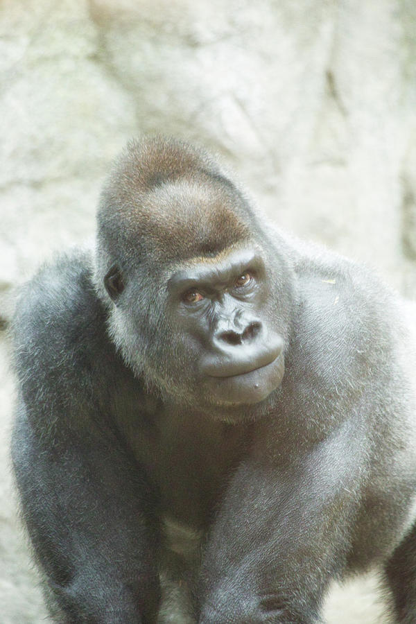 Gorilla Haze Photograph