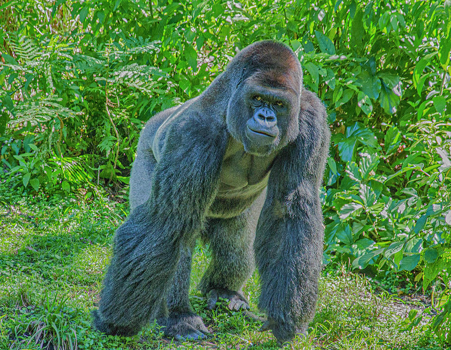 Gorilla In The Midst Photograph by Jim Cook