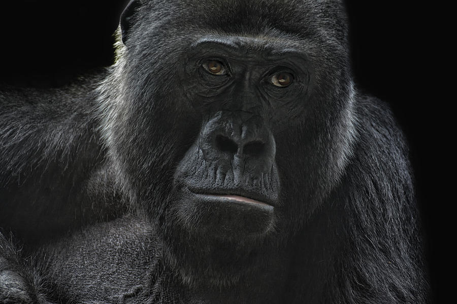 Nature Photograph - Gorilla by Joachim G.  Pinkawa