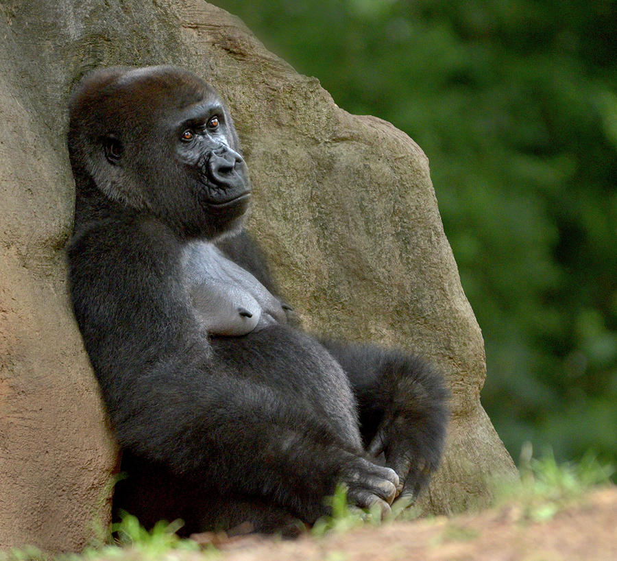 Gorilla Photograph by Karen Cox