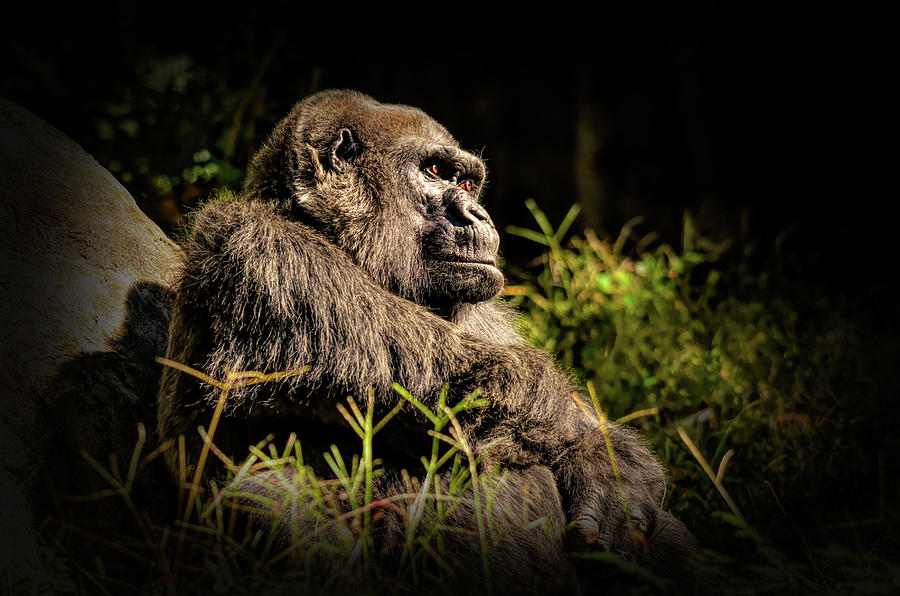 A gorilla named Choomba  Photograph by Karen Cox