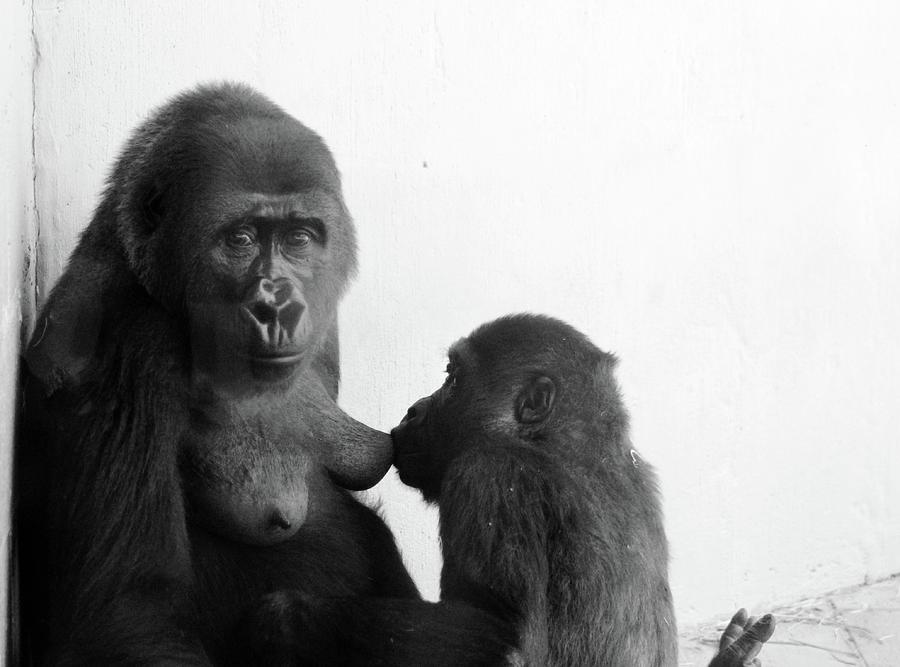 Gorilla Mama Feeding Baby Photograph by Cynthia Guinn