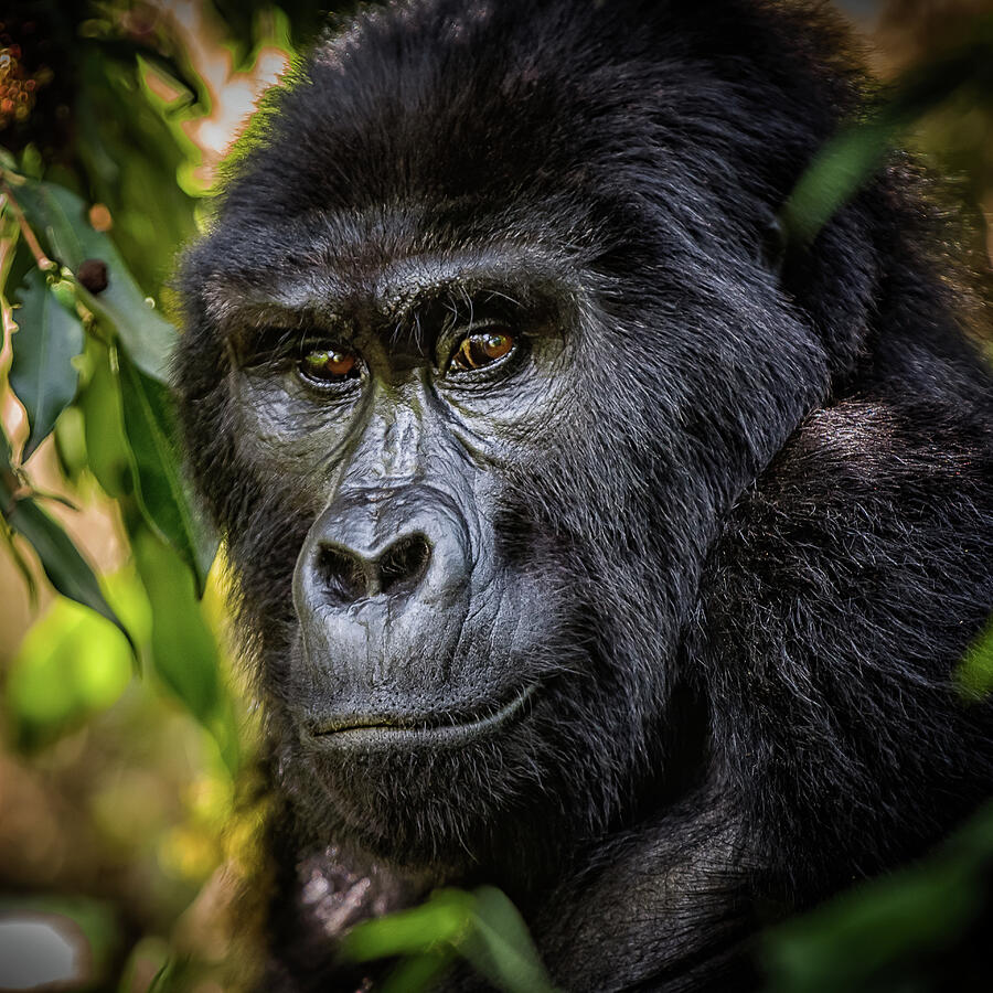 Wildlife Photograph - Gorilla by Mango Art
