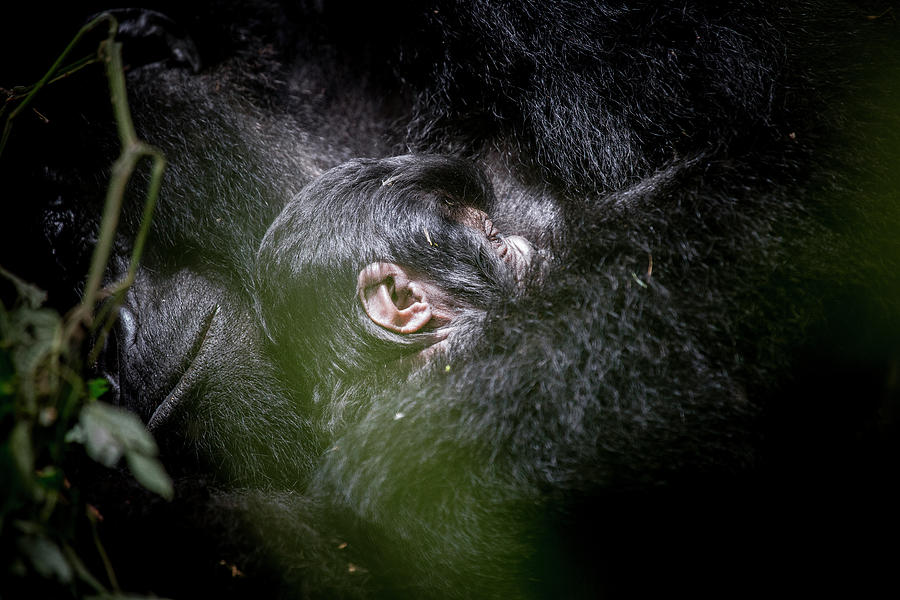 Gorilla Mother and Baby Photograph by Kate Malone
