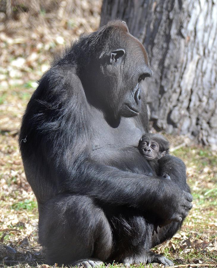 Gorilla Mother holding her baby Photograph by Jim Lambert