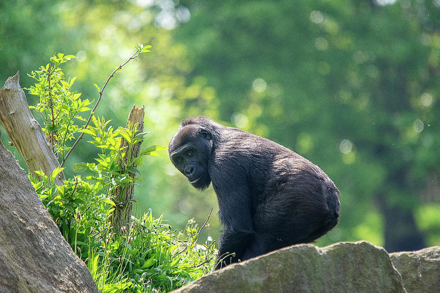 Gorilla Mountain  Photograph by Gareth Parkes