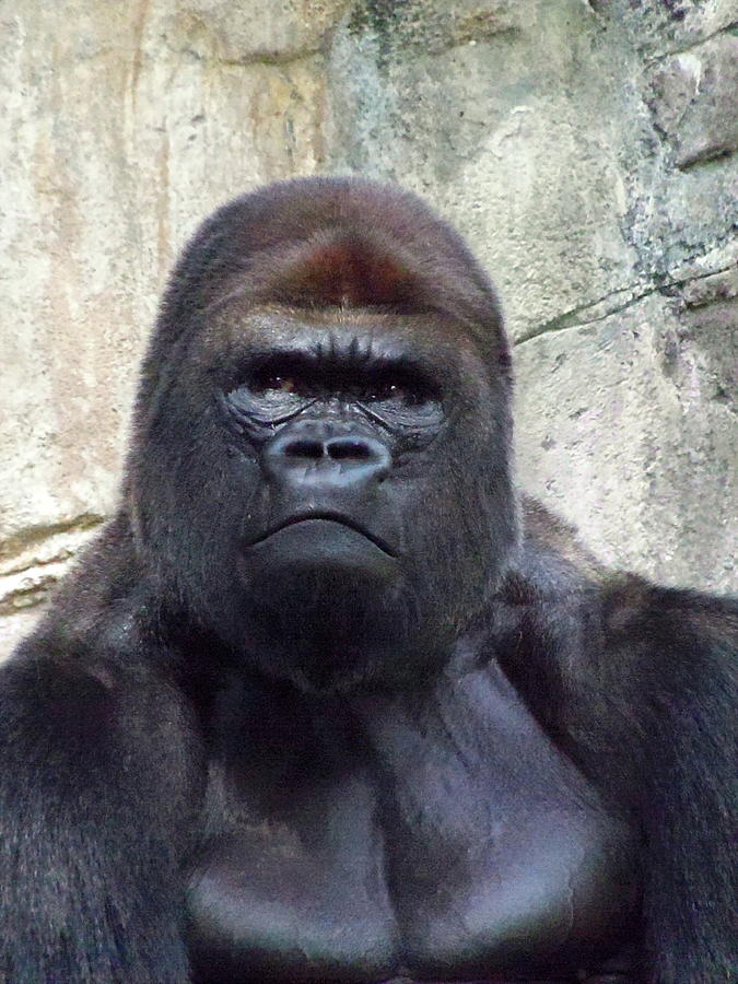 Gorilla Mugshot Photograph