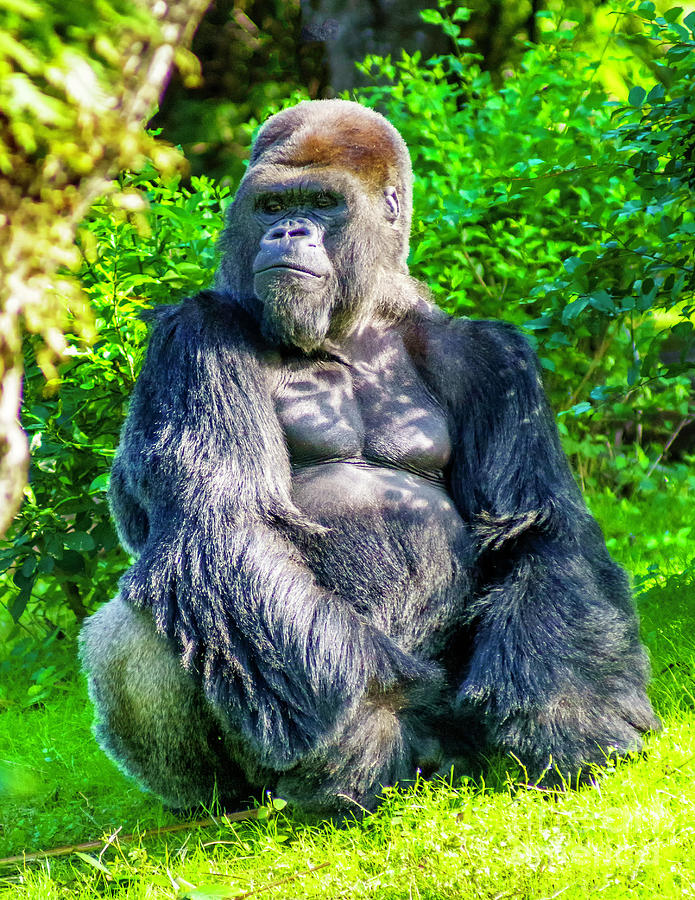 Gorilla Photograph by Nick Zelinsky Jr