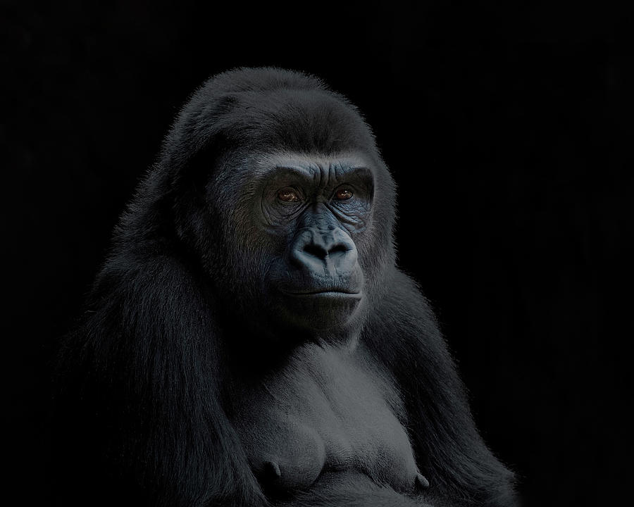 Gorilla Portrait Photograph by CR Courson