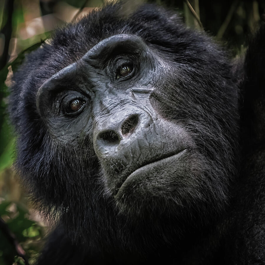 Wildlife Photograph - Gorilla Portrait by Mango Art