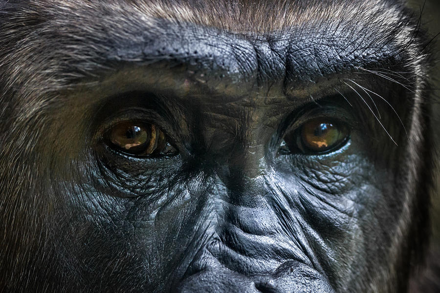 Gorilla portrait, Melbourne, Victoria, Australia Photograph by Mark Galer