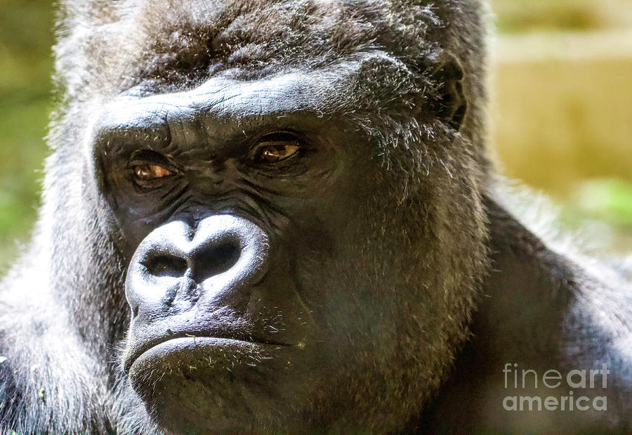 Gorilla Portrait Photograph by Shirley Dutchkowski