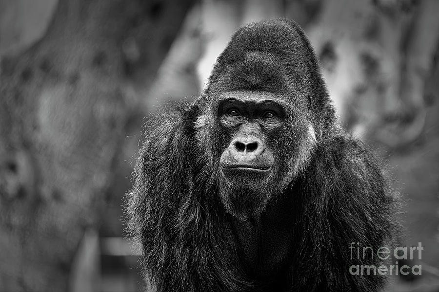 Gorilla Bath Mat, Close up Shot of an Ape Animal on a Blurry