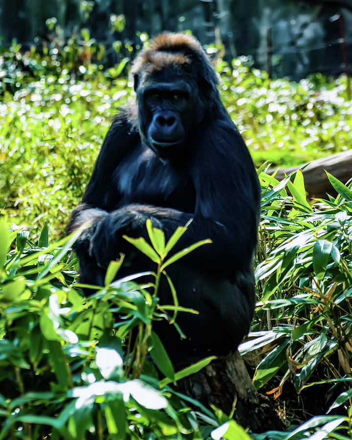 Gorilla Photograph - Gorilla sitting on a stump by Flees Photos