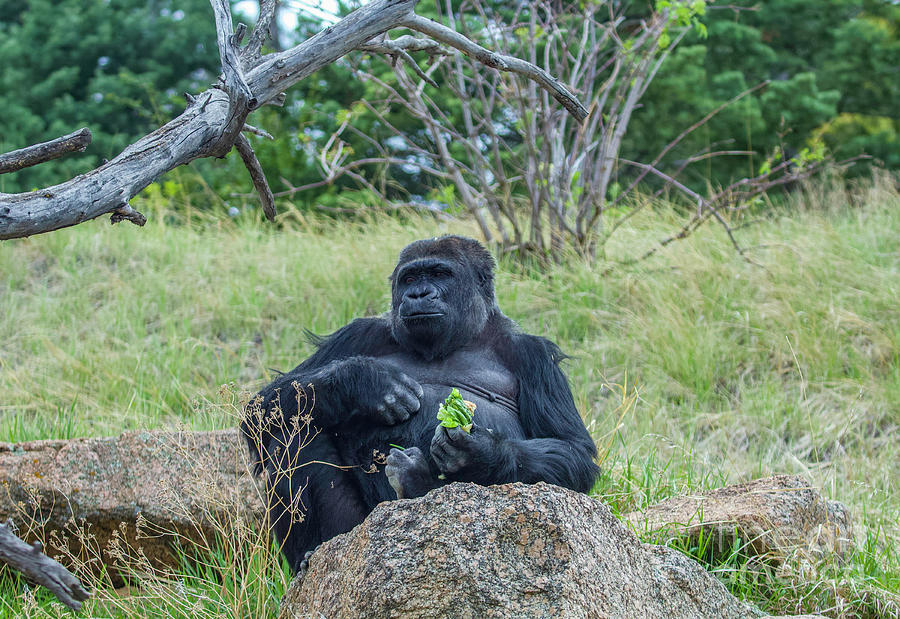 Gorilla Snacking on Lettuce Photograph by Shirley Dutchkowski