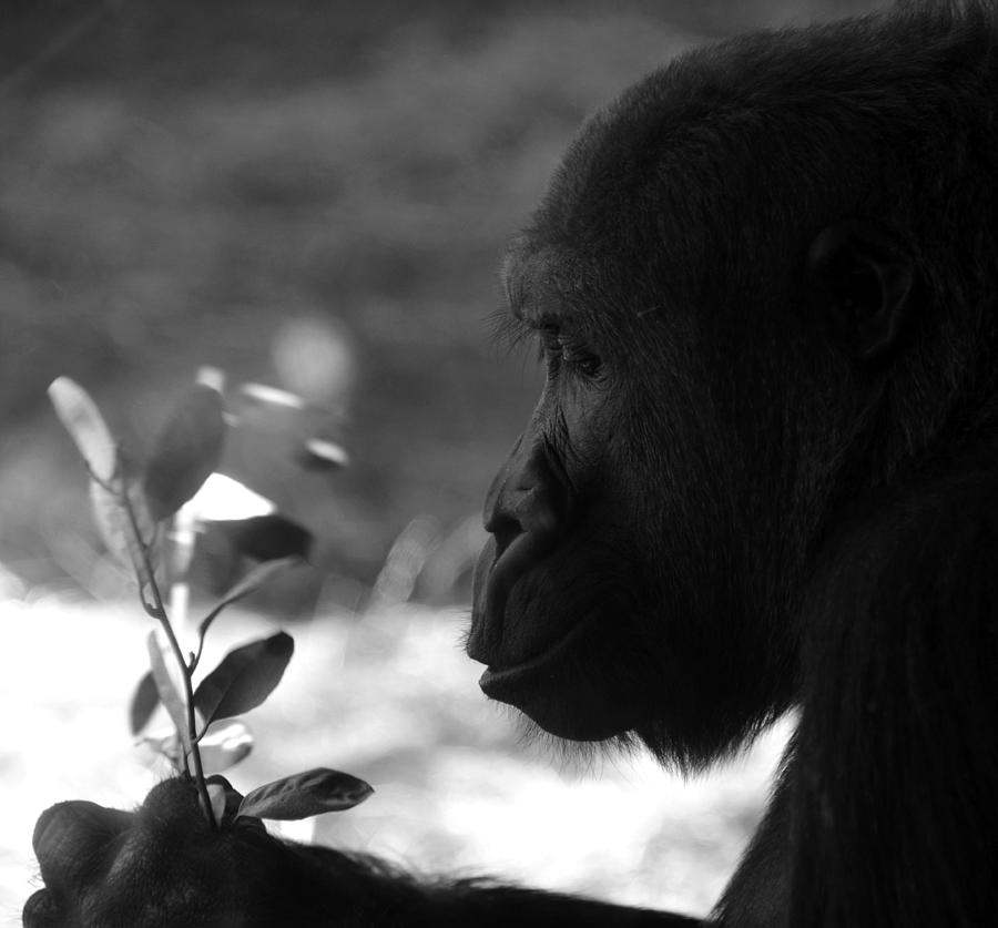 Gorilla thoughts Photograph by David Lee Thompson