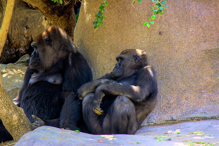 Gorillas at Rest Photograph by Cathy Anderson