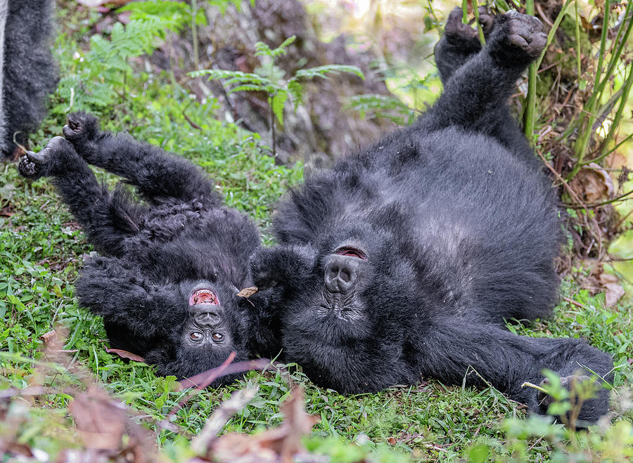 Gorillas Gazing Photograph by ROAR AFRICA by ROCKFORD DRAPER