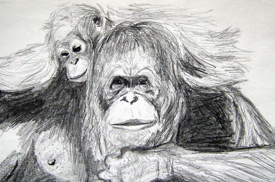 Gorillas Drawing by Vallee Johnson