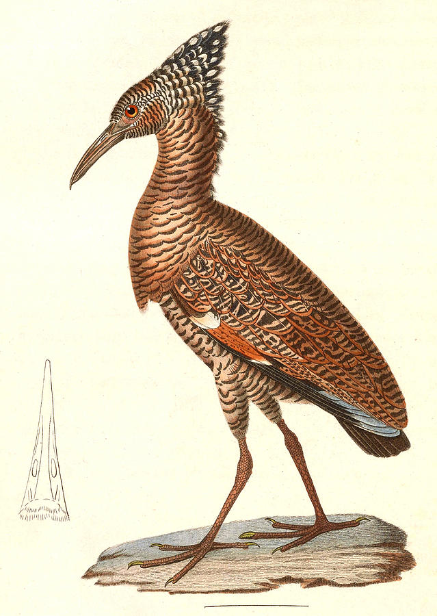Gorsachius melanolophus Drawing by Nicolas Huet the Younger