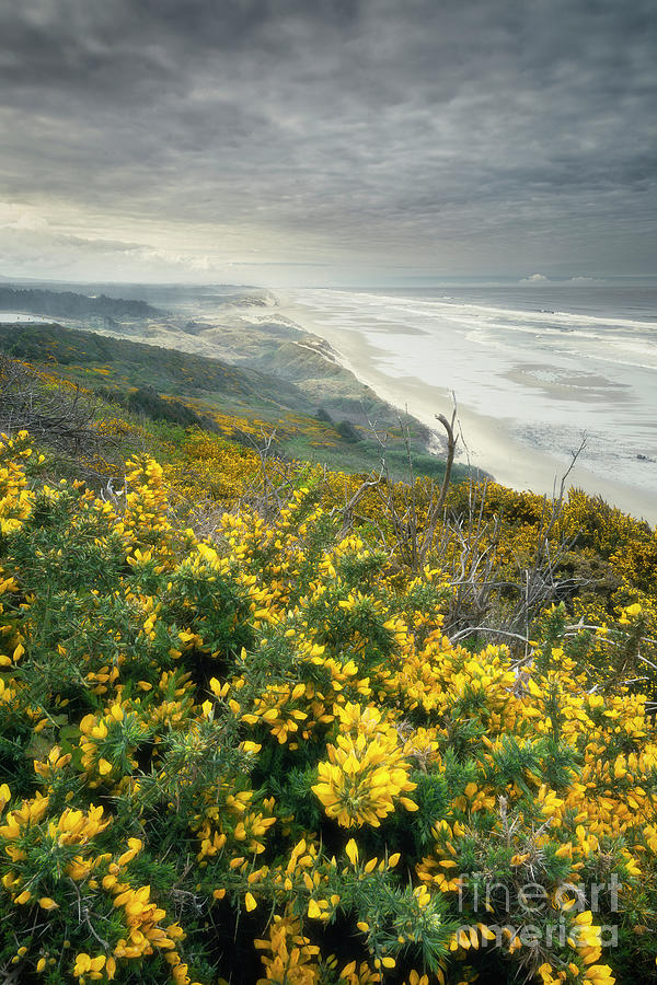 Gorse with the Oregon coastline Photograph by Masako Metz