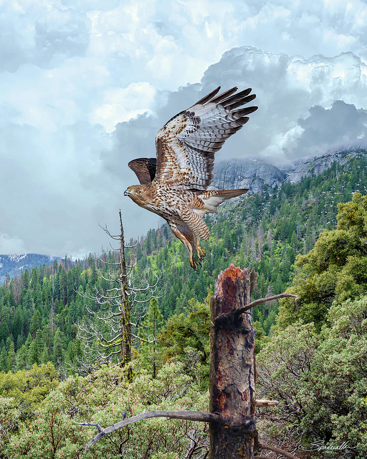 Goshawk at Yosemite  Digital Art by M Spadecaller