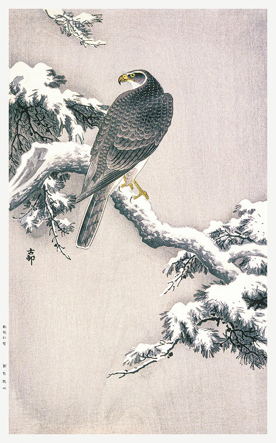Goshawk on Snow covered Pine Mixed Media by World Art Collective