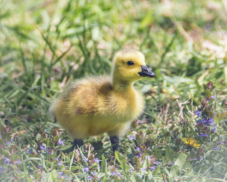 Gosling #10 Photograph by Patti Deters