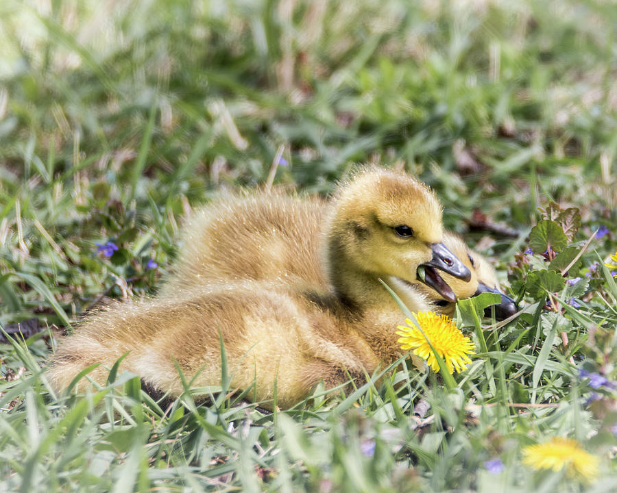 Gosling #6 Photograph by Patti Deters