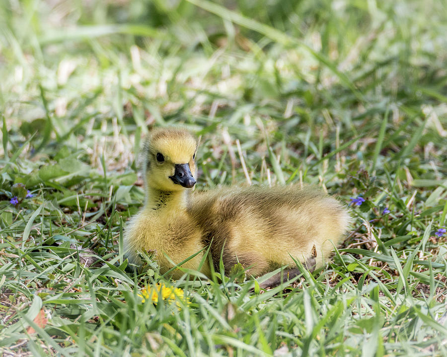 Gosling #8 Photograph by Patti Deters