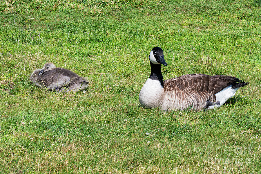 Gosling and Goose at Castle Hill Inn Photograph by Bob Phillips