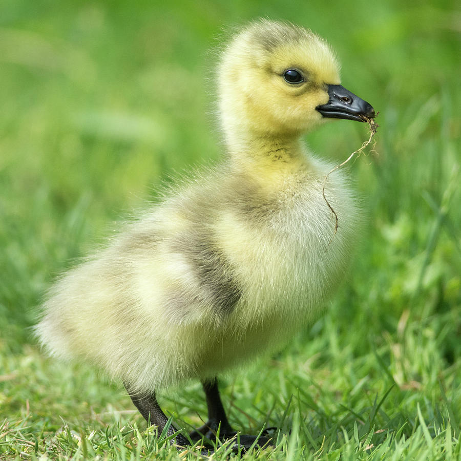 Gosling Photograph by Christina Stobbs - Fine Art America