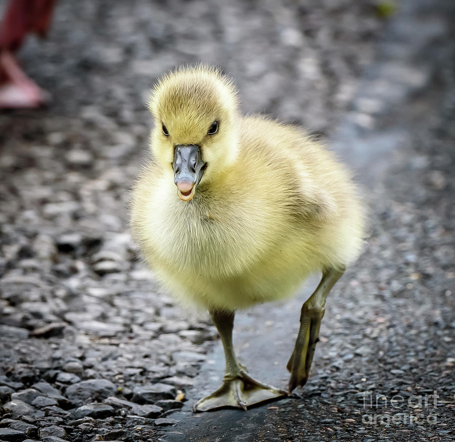 Gosling Photograph by Colin Rayner