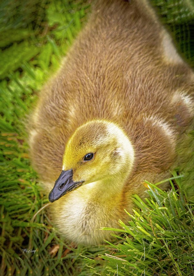 Gosling Photograph by Fred J Lord