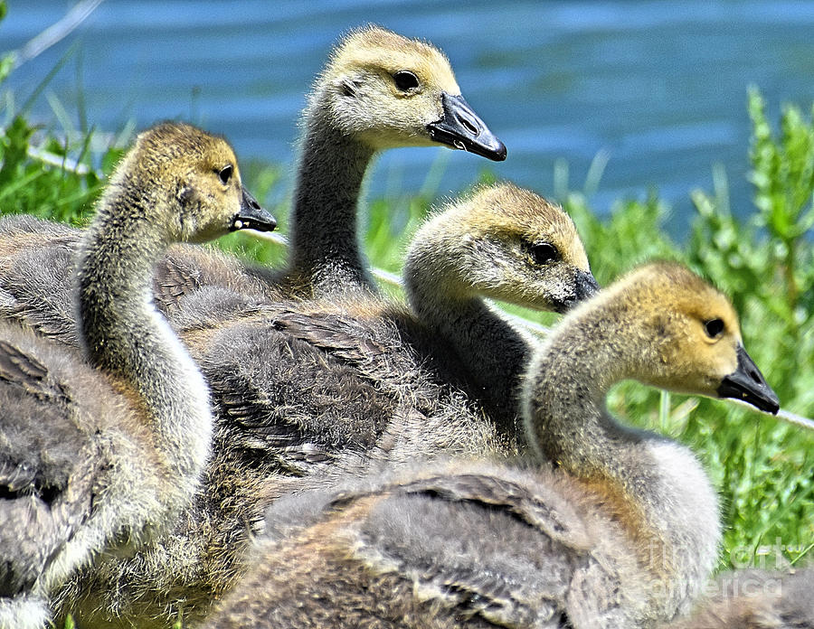 Gosling Group Photograph by Linda Brittain