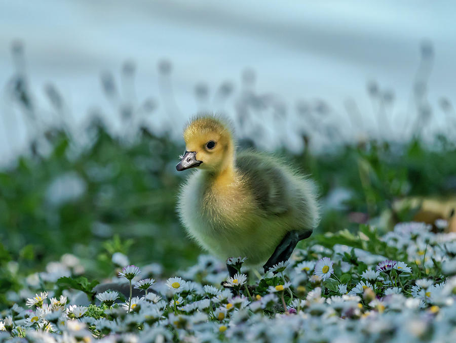Gosling in Daises Photograph by Scott Carruthers