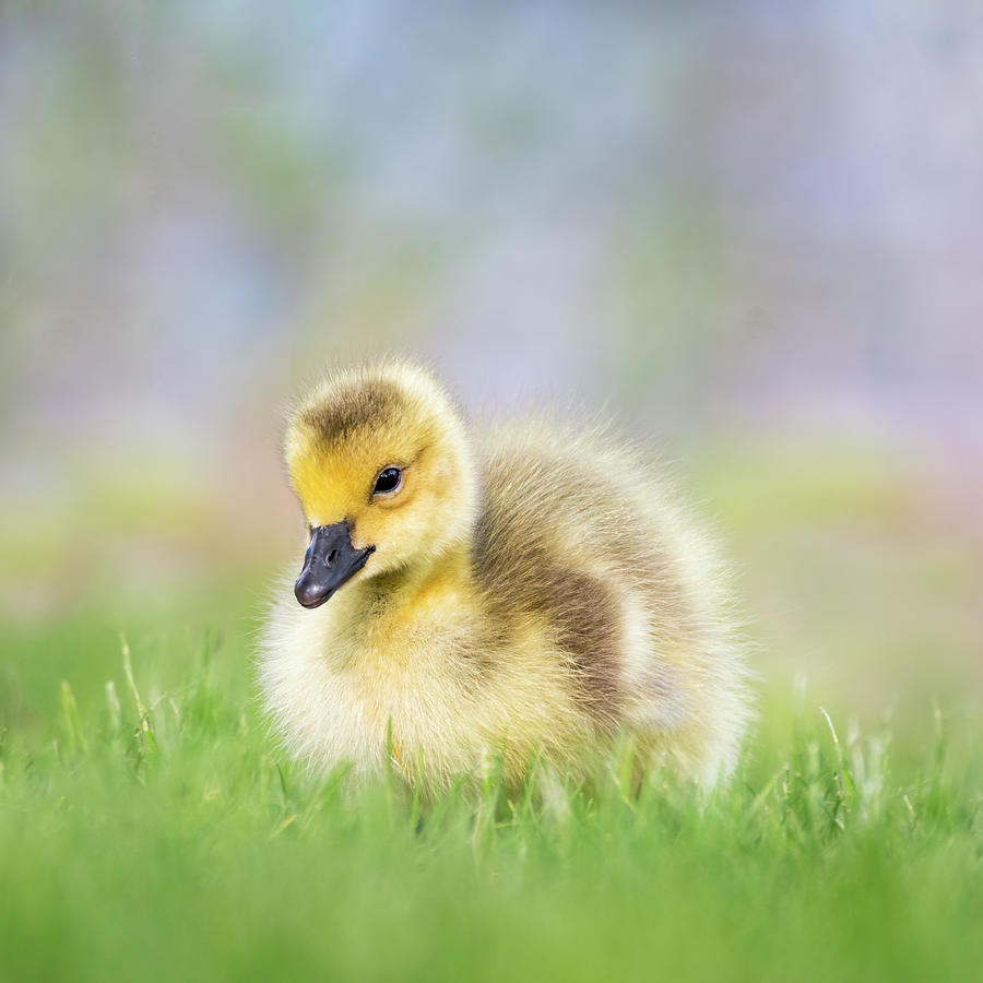 Gosling in Grass of Green Photograph by Patti Deters